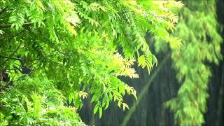 Natural rain sound for restful sleep, meditation/Природный звук дождя для спокойного сна и медитации