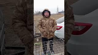 Продажа голубей #pigeon #birds #tauben #голуби #kabootar #kabutar #brieftauben #птичийрынок