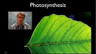 Photosynthesis