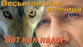 Весьегонская волчица