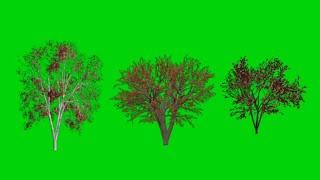 Autumn Tree Green Screen Background Stock footage HD