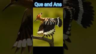 Gk questions and answers  #facts #myvideo #gk24 #amazingfacts #factinhindi #gkfactchnnel #trending