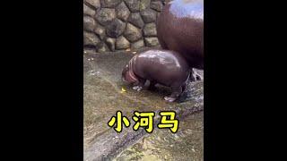脾氣暴躁的小河馬#河馬 #野生動物零距離