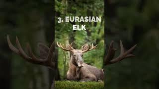  Discover the Majestic Deer of the Russian Taiga! 