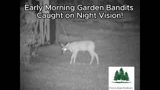 Early Morning Garden Bandits Caught on Night Vision! Deer stop in for and early morning snack.