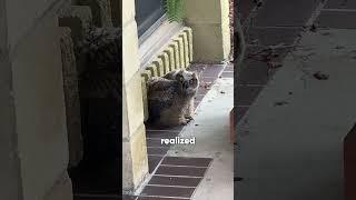 This Owl Crashed Into His Life