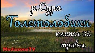 Русская Рыбалка 4 Где Клюет  р.Сура Толстолобики 04.12