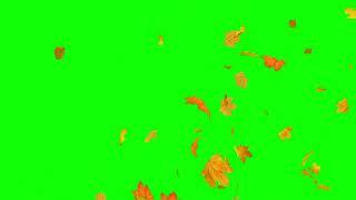 Leaves falling Green Screen