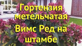 Гортензия метельчатая на штамбе Вимс Ред. Краткий обзор, описание hydrangea paniculata Wim’s Red