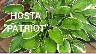 HOSTA "PATRIOT"