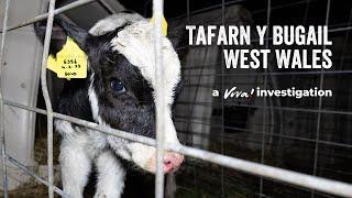 Tafarn Y Bugail - A dairy farm exposé