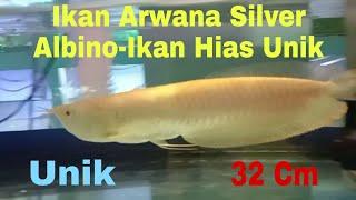 Ikan Hias Yang Unik || Ikan Arwana Silver Albino#Djiris TV