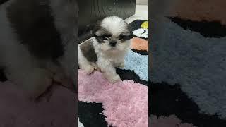 #puppy #pets #cute #funny
