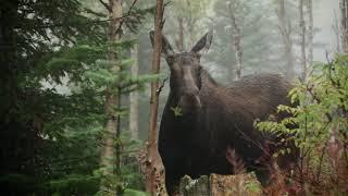 In the Land of the Moose - A film by Harold Arsenault - Official Trailer