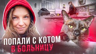 12 - КАКИЕ ДОКУМЕНТЫ НУЖНЫ КОТУ, ЧТОБЫ ПЕРЕСЕЧЬ ГРАНИЦУ/ БОЛЬНИЦА ДЛЯ ЖИВОТНЫХ В ГЕРМАНИИ