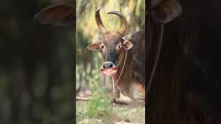 #cute #animals #funny #cow #masti #cartoon #jokes #cowcow #comedy #funnycow #fun