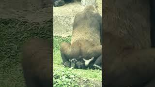 mating gorillas