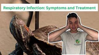 Respiratory Infection in Turtles: Symptoms and home treatment