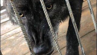 Canadian wolf Akela shows character, growls and jumps on a cage. northern Wolf