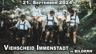 Viehscheid Immenstadt in Bildern | 21. September 2024