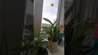 АЭС в Калининграде ️?????????? 