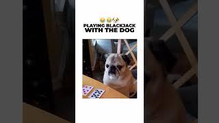 Playing blackjack with the dog