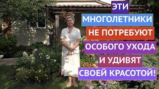 САМЫЕ КРАСИВЫЕ И  НЕПРИХОТЛИВЫЕ МНОГОЛЕТНИКИ В МОЕМ САДУ!