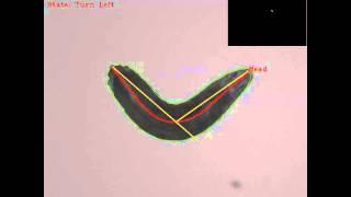 Real-time analysis of the beaviour of a freely moving Drosophila larva.