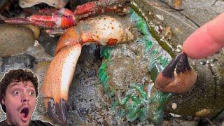 Feeding Wild Sea Animals! 