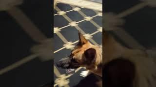 German Shepherd Dog gets a drink can and throws it away to #short