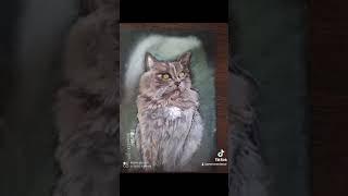 How to draw a portrait of a cat
