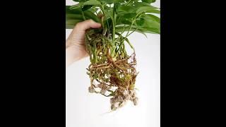 Orchids roots Raíces de orquídeas Phalaenopsis 난초 뿌리 Umbrella plant Schefflera  Companion planting