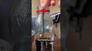 Неплохие черенки получились #огород #дача #сад #грунт