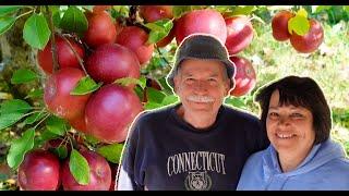 Growing and Cultivating Apples with Ed Nemergut.