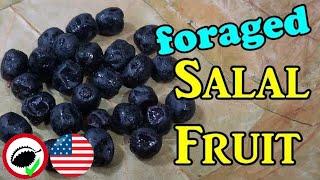 Salal Berry Review (Gaulthoria shallon) - Weird Fruit Explorer Ep. 328