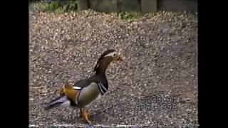 Gazen Salts duck pond Sandwich, Kent. Filmed in 1998