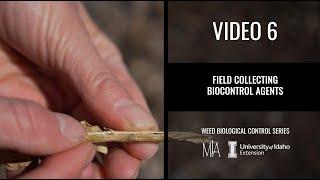 6.  Field collection of weed biocontrol agents