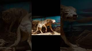 Top 10 Extinct Animals #extinction #top10factsshorts #trendingshorts  #naturelovers #youtubeshorts