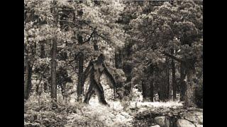 the Murdering Bigfoot of Portlock Alaska story