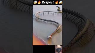 Really Big snake  #respect #tiktok #shorts