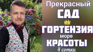 СЕЗОН цветения ГОРТЕНЗИИ  КРАСОТА невероятная ! Прогулка - обзор сада 