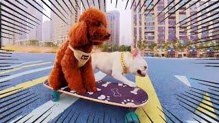 Dog challenges skateboard to carry dog overturn | 狗狗挑战滑板载狗大翻车~