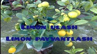 Issiqxona uchun Limon kochatini tayyorlash va limon kochatini payvantlash