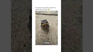 This Bird Has 0 Survival Instincts 