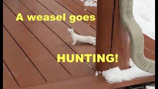 Ermine (weasel in its winter coat) pays a visit and hunts a packrat.
