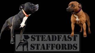 Steadfast Staffords Brian Austin | Part 2 (1 of 2)