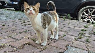 Cute pregnant cat living on the street.