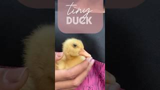 little one🫠#duck #diy  #duckfarming #satisfying #trending #shorts #shortvideo #cute #farming