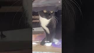 Lazy cat ‍⬛ #cat #cats #catshorts #kitten #cutecat #cute #funnycats #fyp #catvideos #viralshort