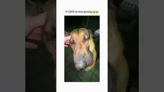 #funnydogs#cute#doglover#doglife#cure#dogshorts#pet#doglife#dogshorts